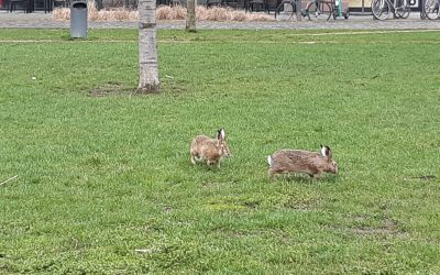 Oster-Eier-Hasen